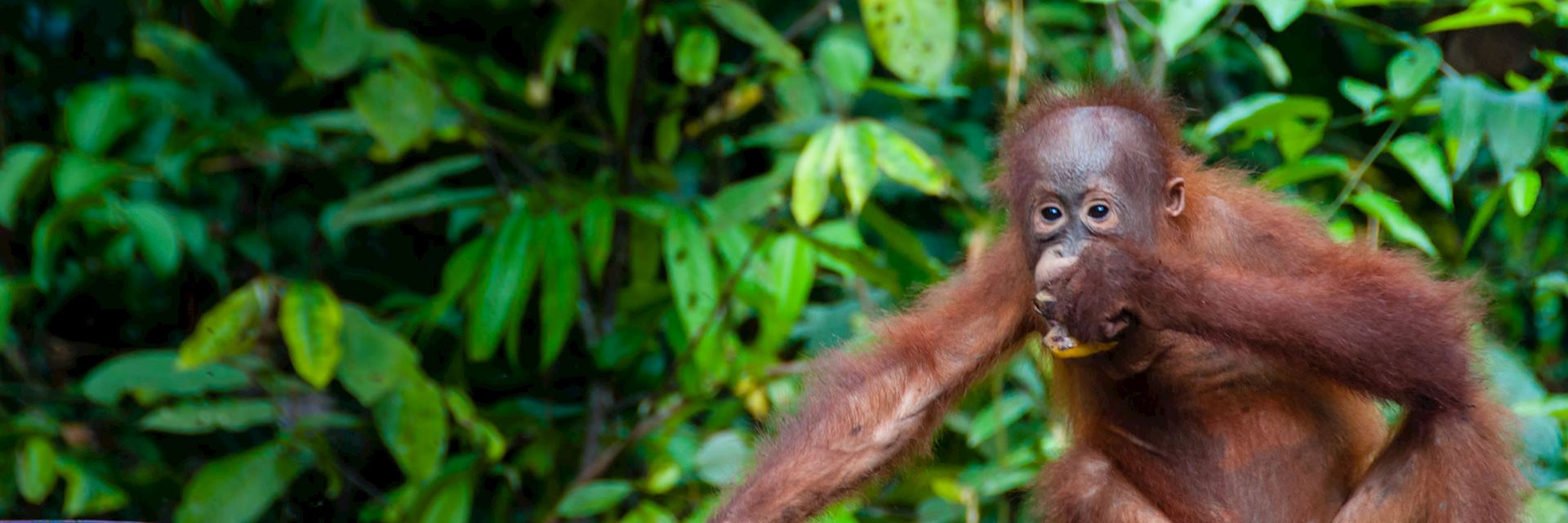 Young orangutan, Indonesia