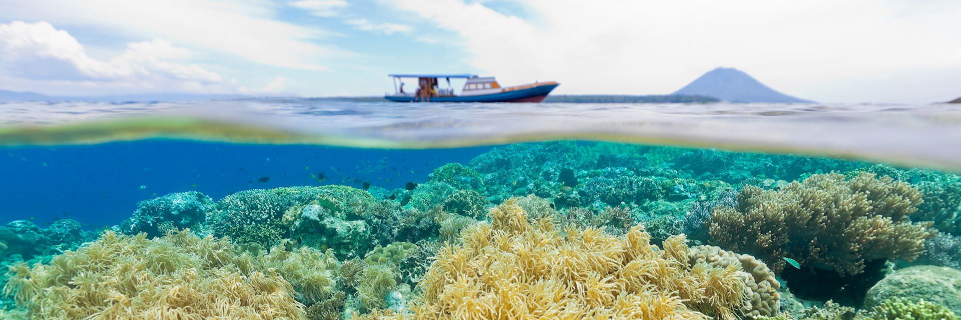 Coral reef in Manado