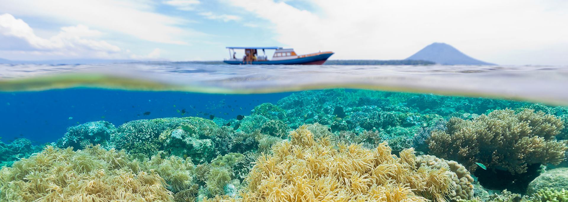 Coral reef in Manado