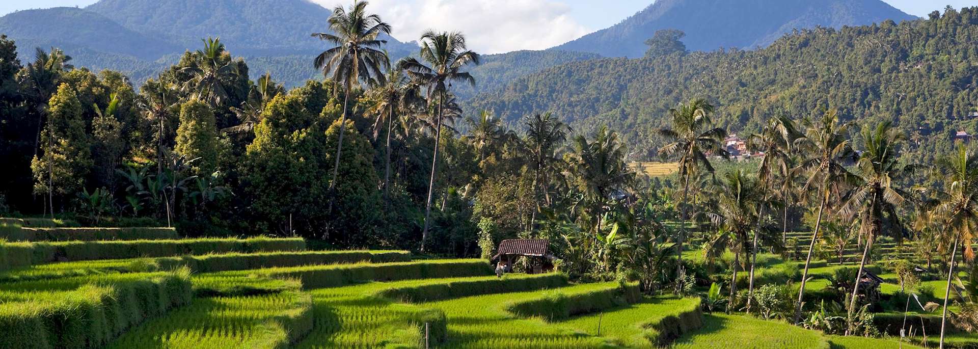Munduk rice paddies