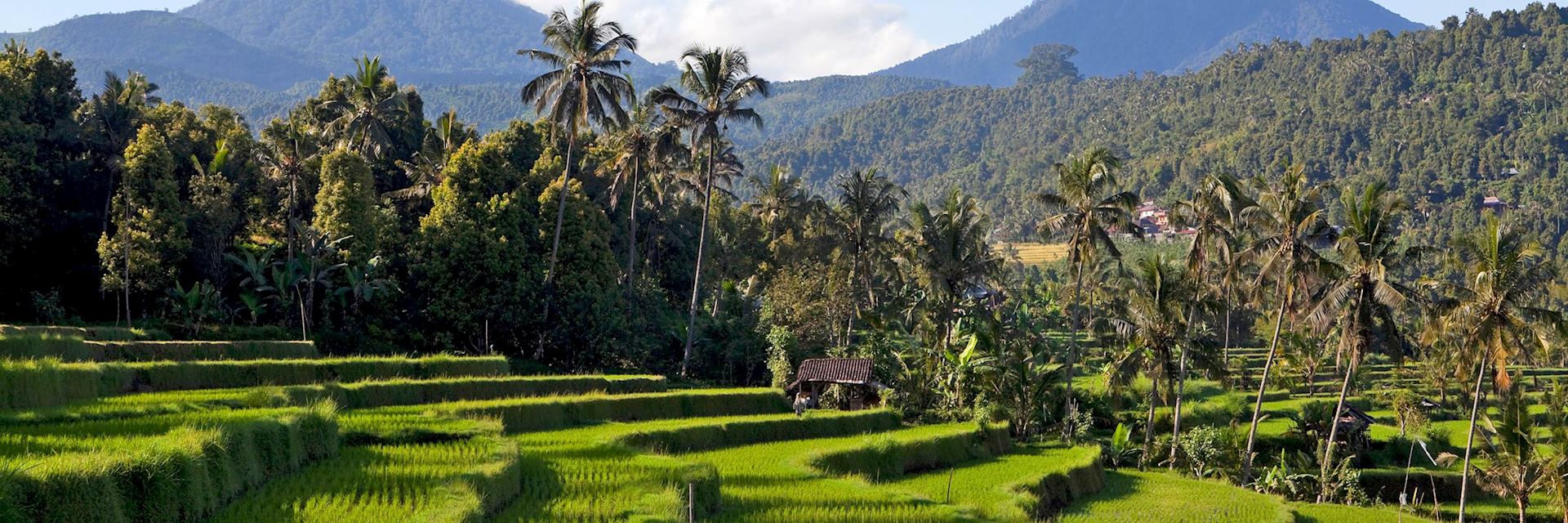 Munduk rice paddies