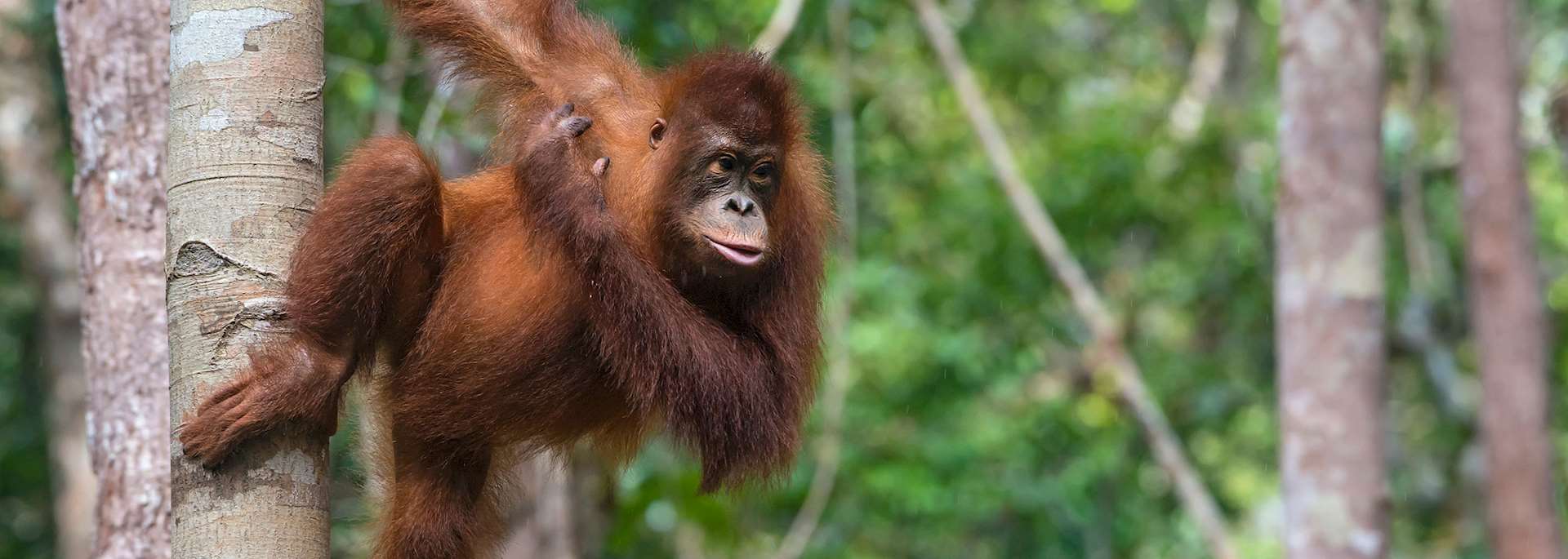 Orangutan in Kalimantan