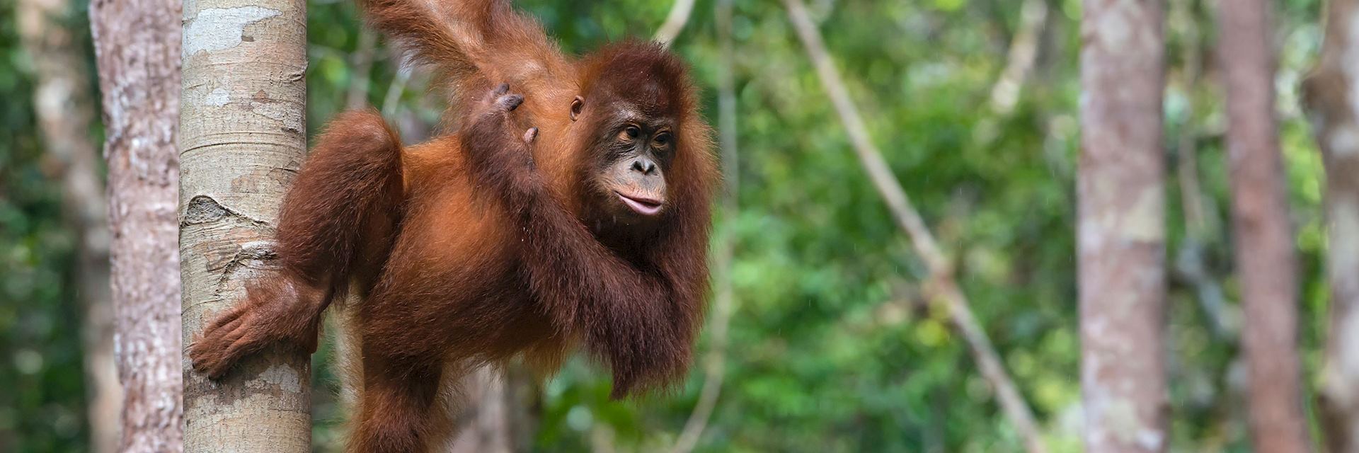 Orangutan in Kalimantan