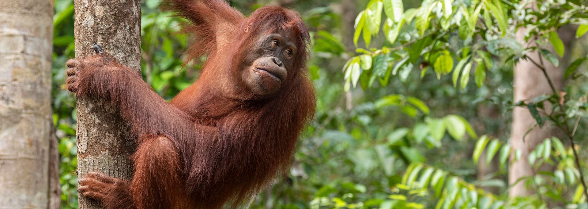 Orangutan in Tanjung Puting National Park