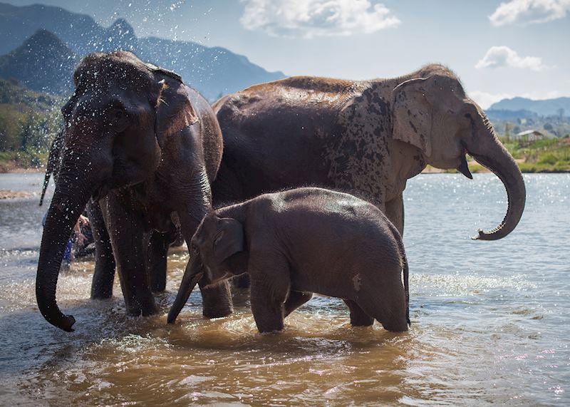 Elephants, MandaLao Elephant Conservation