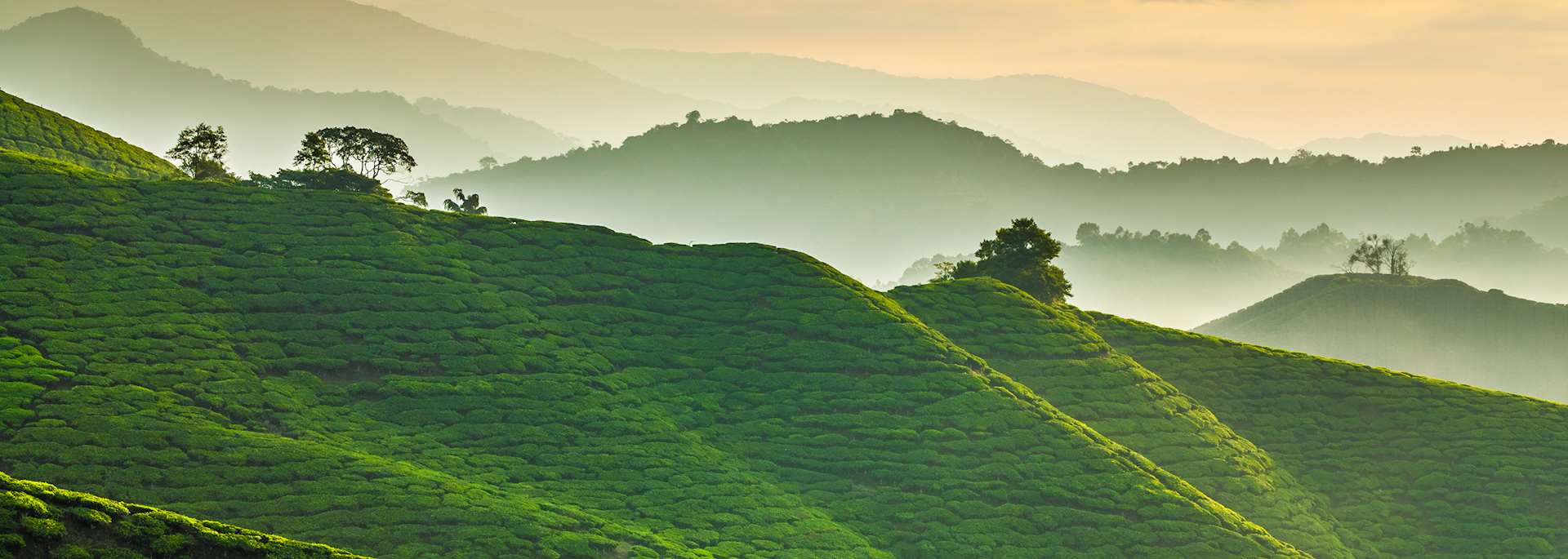 Cameron Highlands tea plantation