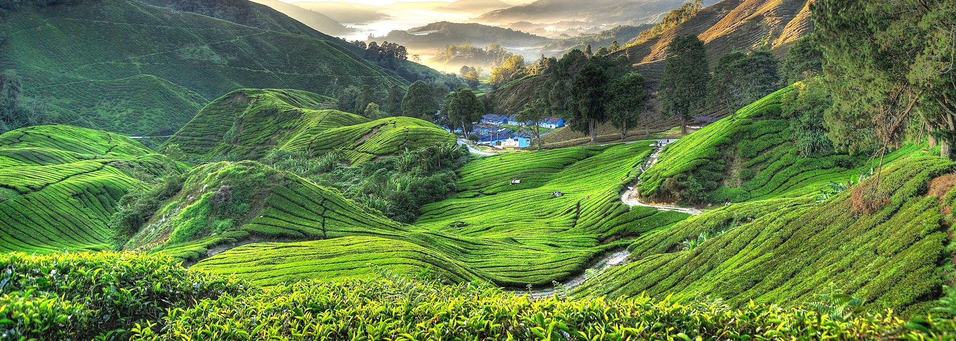 Tea plantation in the Cameron Highlands