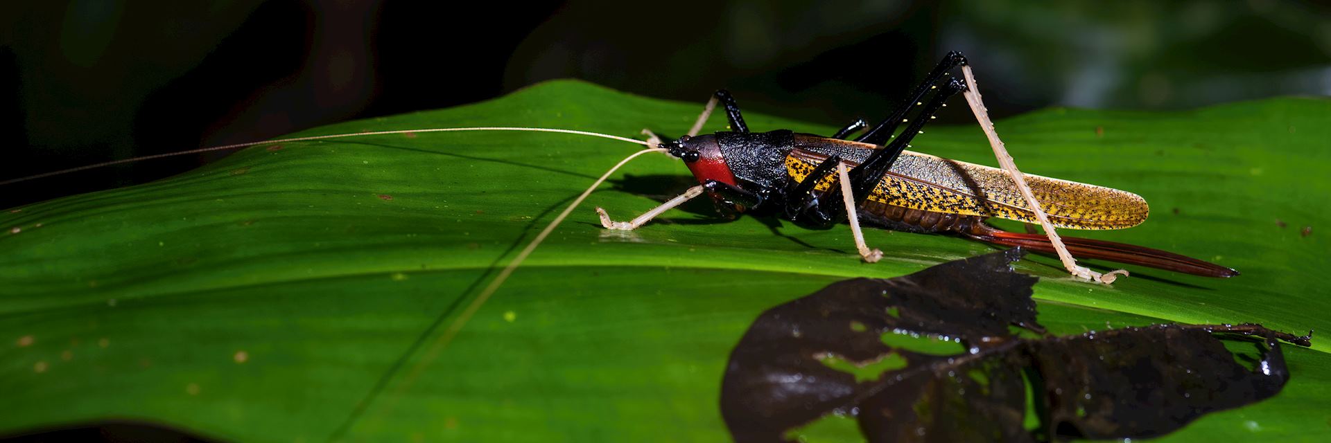 Katydids cricket, Taman Negara National Park