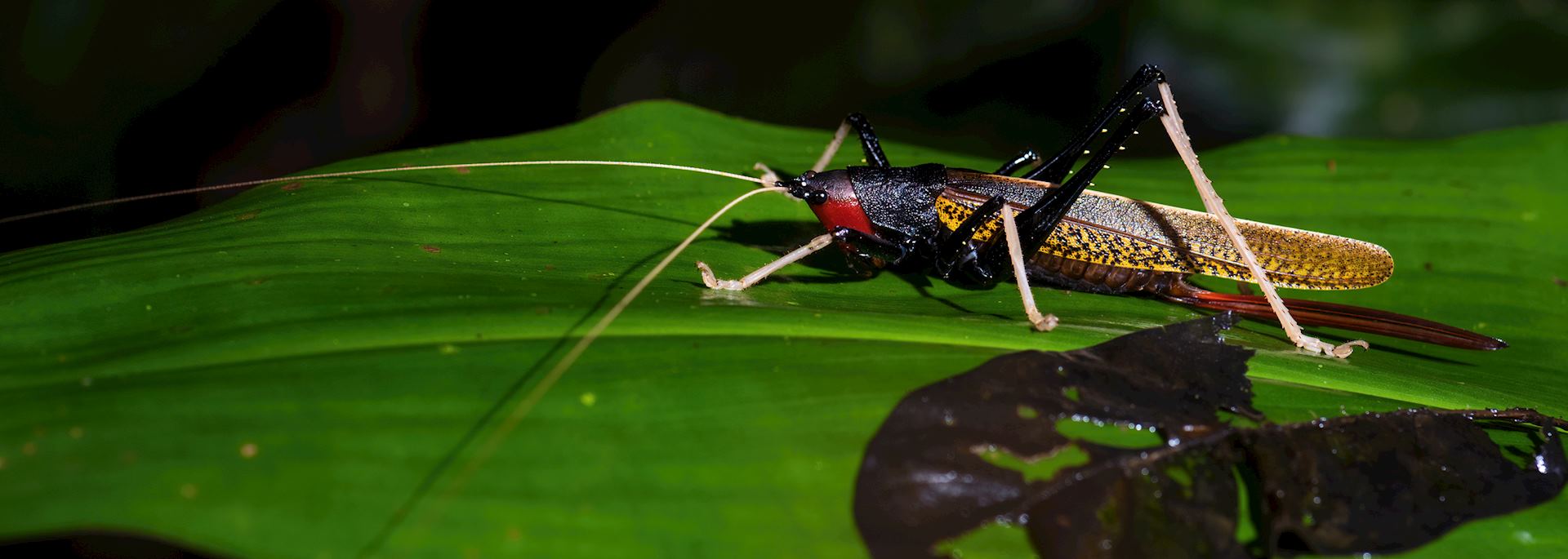 Katydids cricket, Taman Negara National Park
