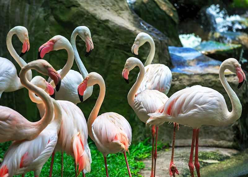Flamingos, KL Bird Park