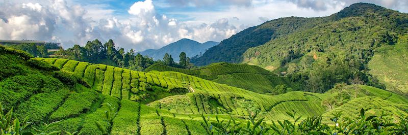 Cameron Highlands