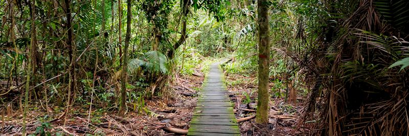 Footpath, Cameron Highlands