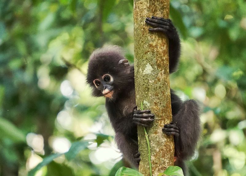 Silver leaf monkey on Langkawi