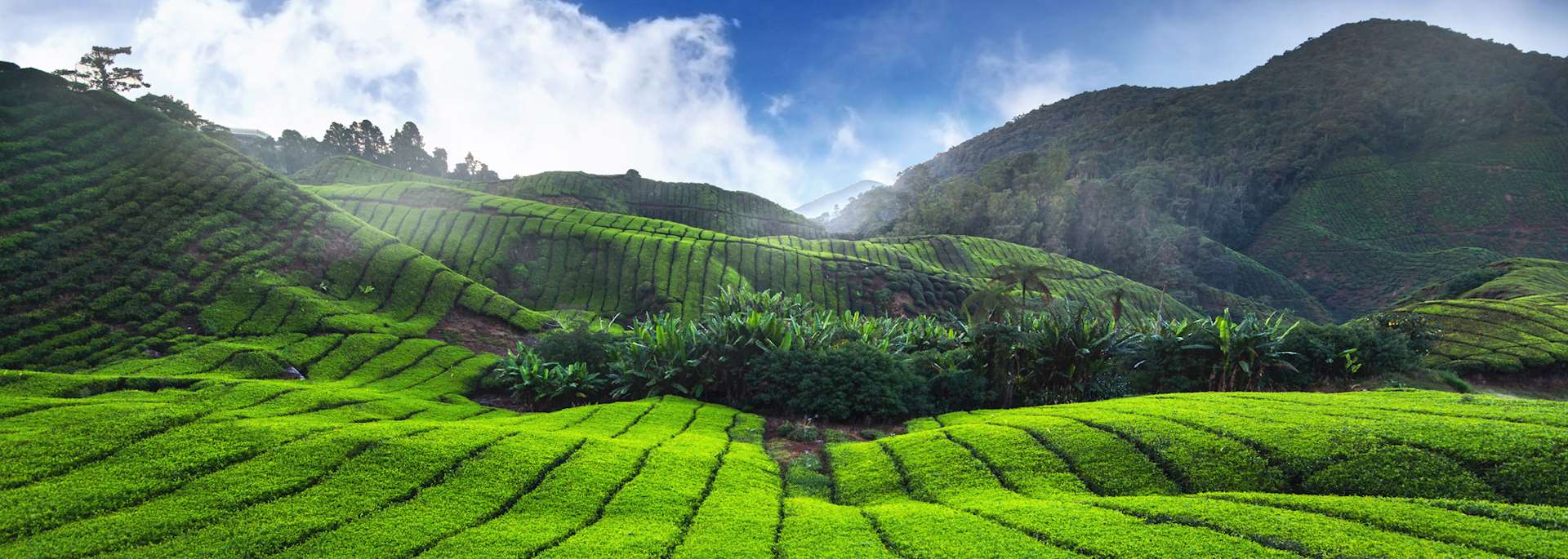 Tea plantation, Cameron Highlands