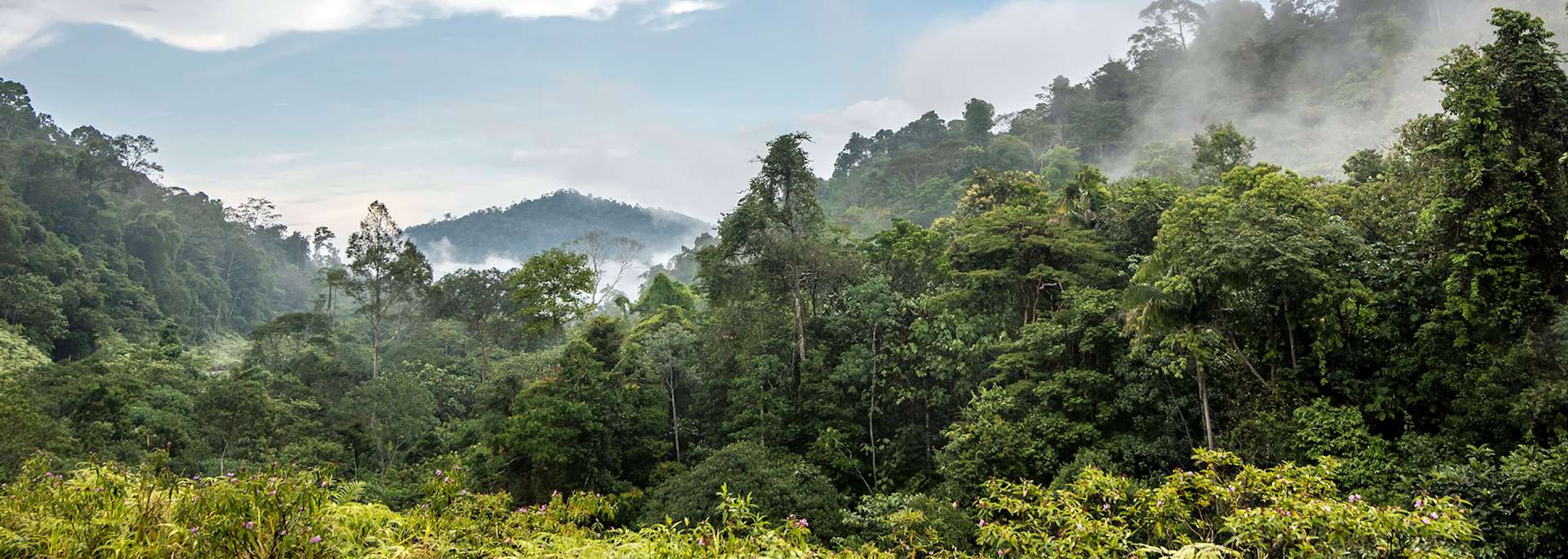 Taman Negara National Park, Malaysia