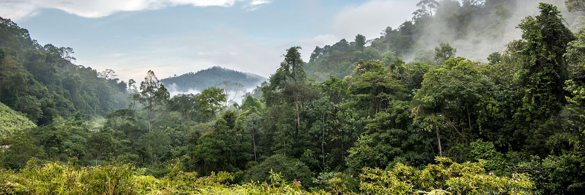 Taman Negara National Park, Malaysia