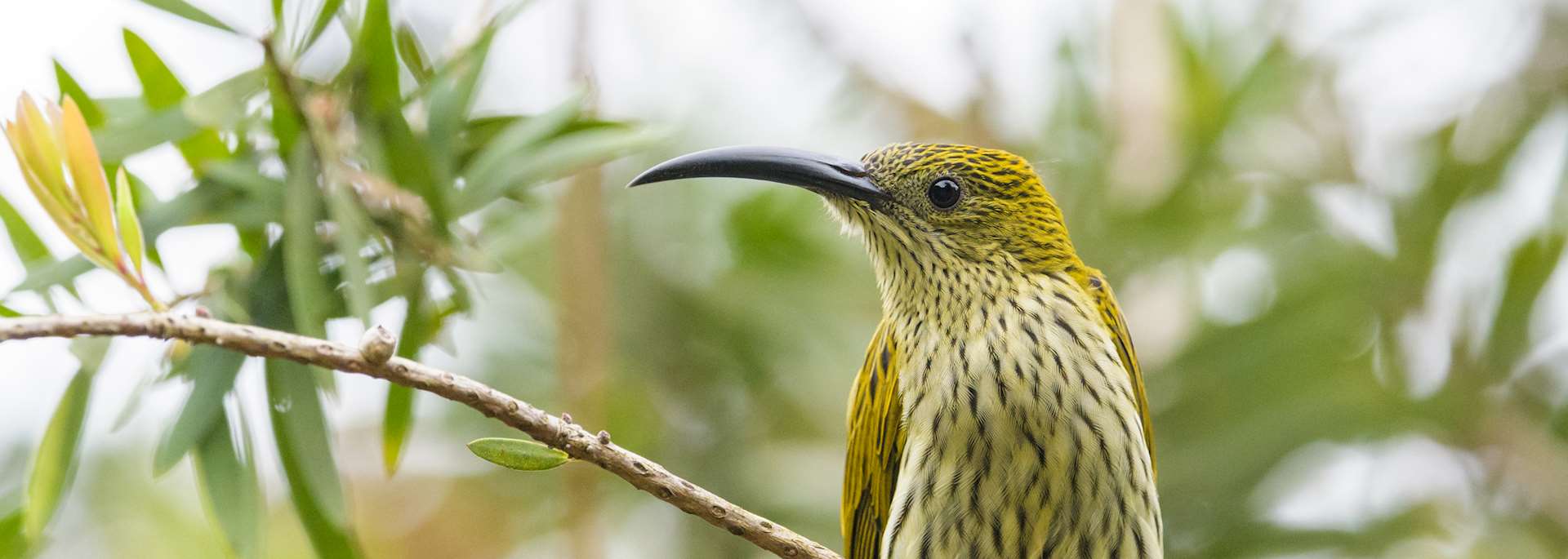Birdlife at Fraser's Hill