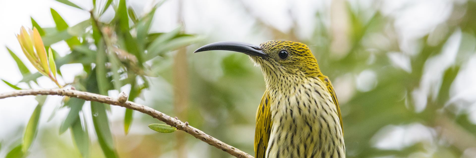 Birdlife at Fraser's Hill