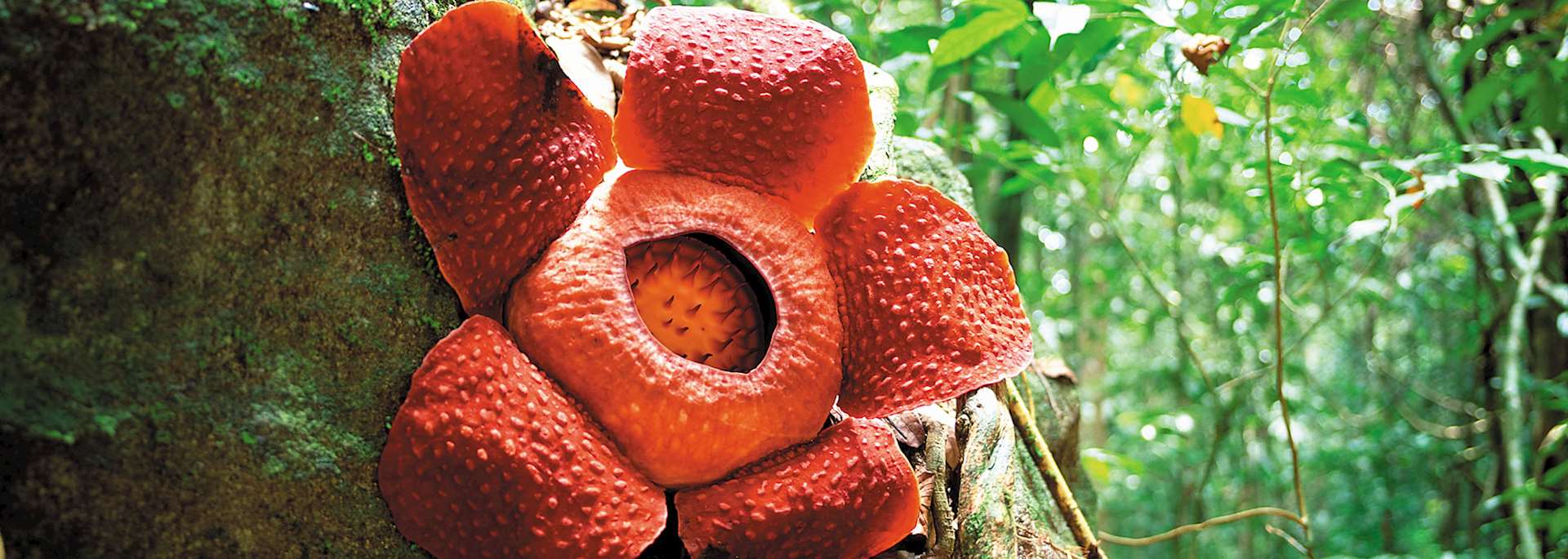 Rafflesia flower