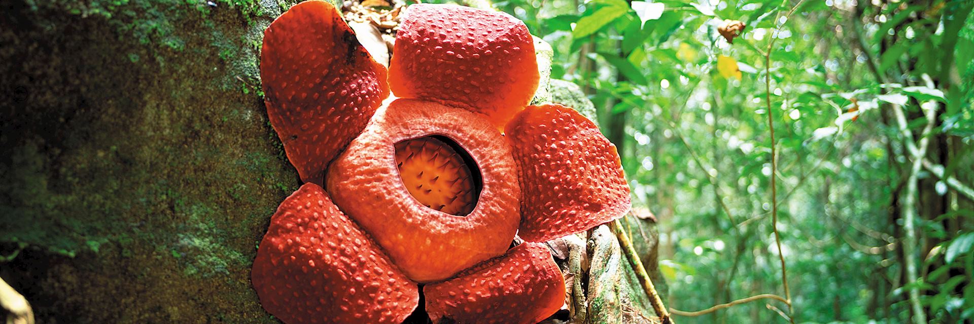 Rafflesia flower