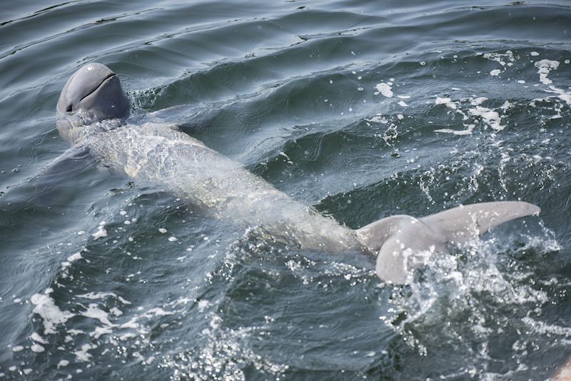 Irrawaddy dolphin