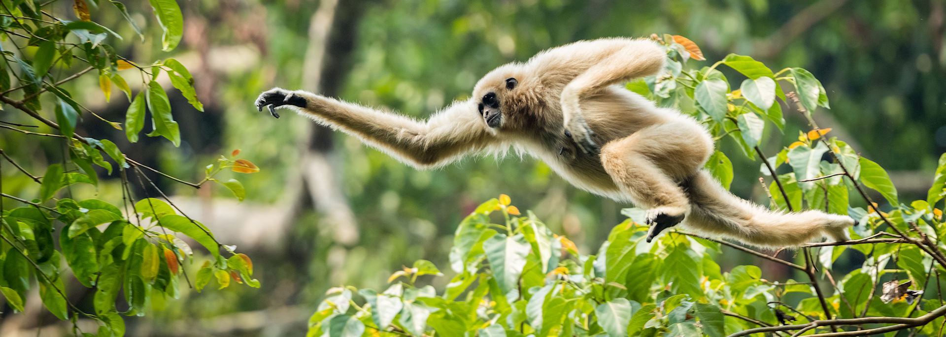 Gibbon, Khao Yai National Park, Thailand