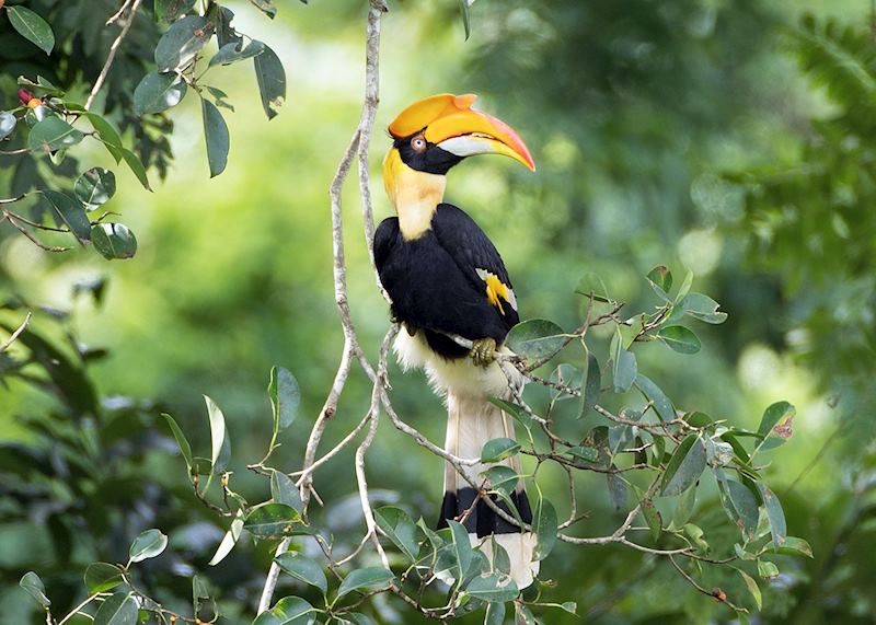 Hornbill, Khao Yai National Park, Thailand