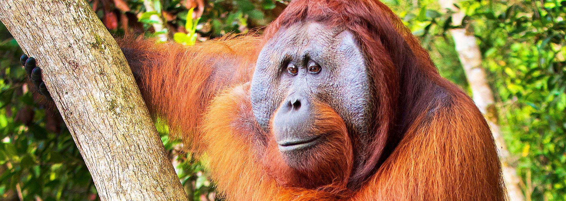 Orangutan in Kalimantan