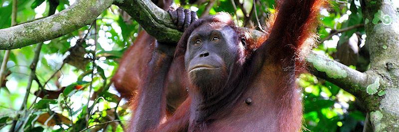 Sepilok Orangutan Rehabilitation Centre, Malaysian Borneo