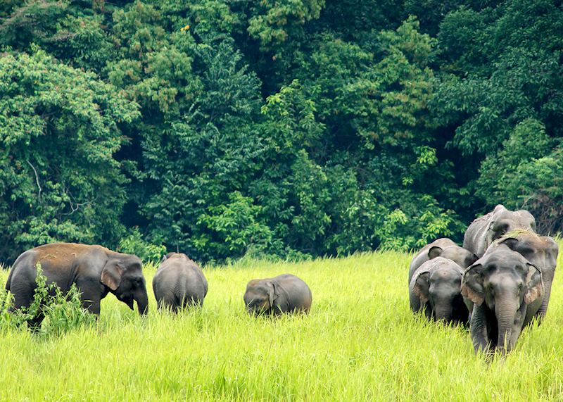 Elephants in Khao Yai National Park, Thailand
