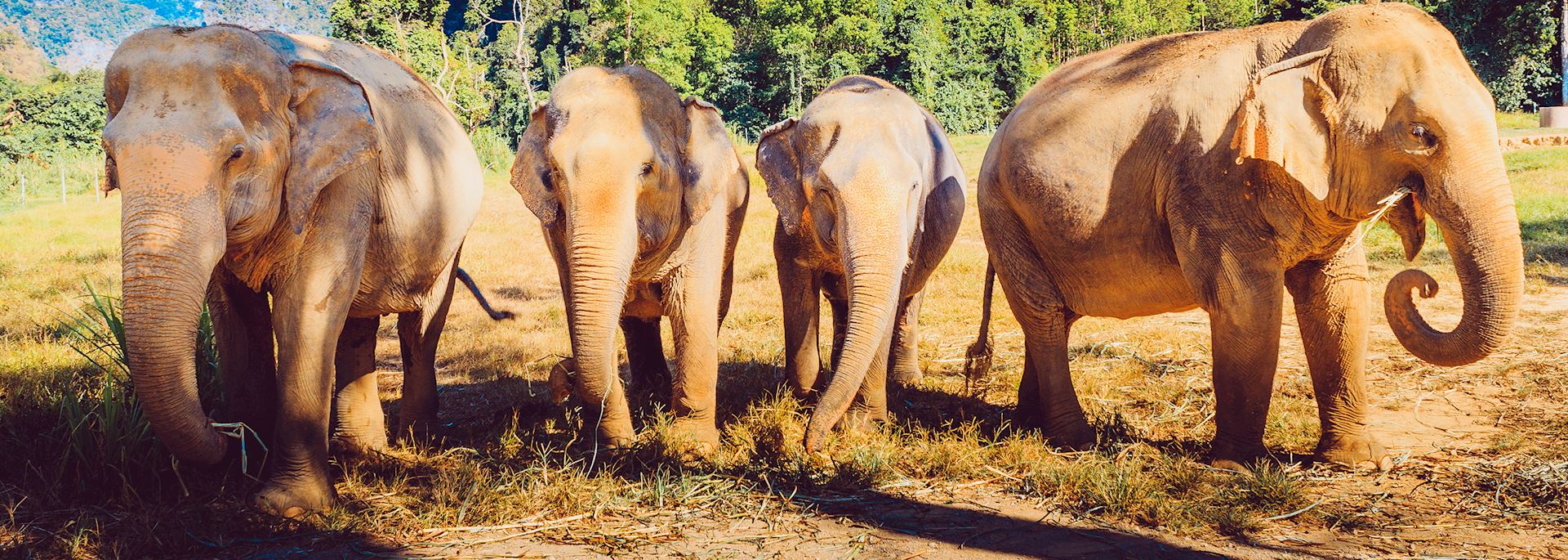 Elephants at Elephant Hills Tented Camp