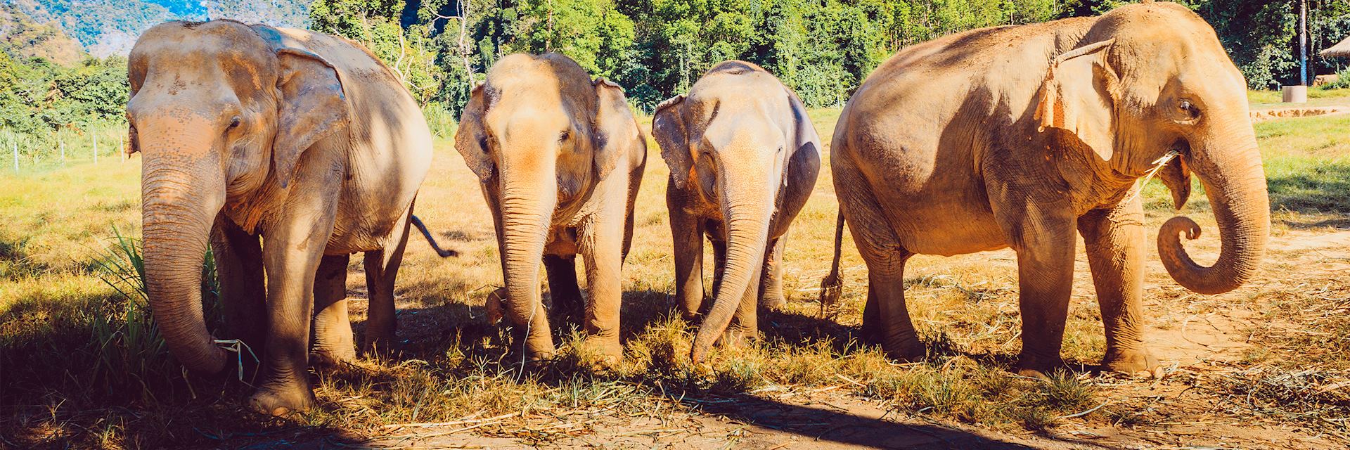 Elephants at Elephant Hills Tented Camp