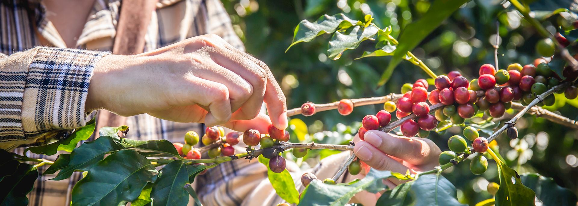 Coffee plantation in Doi Chang