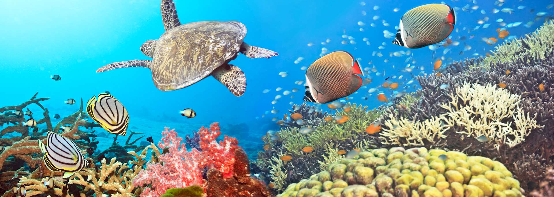 Coral reef in Thailand
