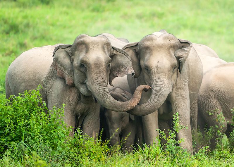 Elephants, Kui Buri National Park