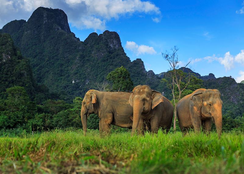 Elephant Hills Tented Camp