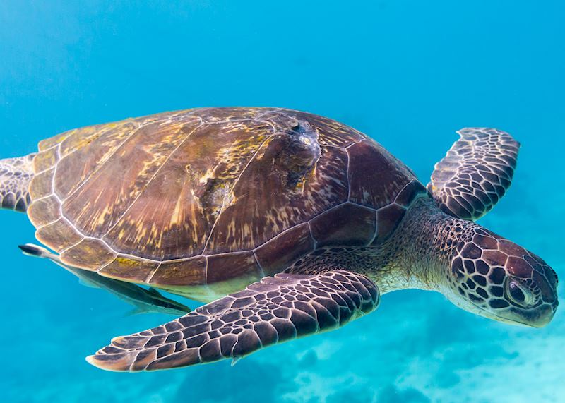 Green sea turtle