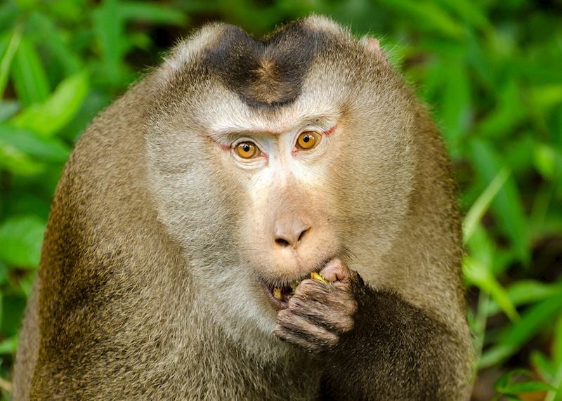 Macaque, Khao Yai National Park
