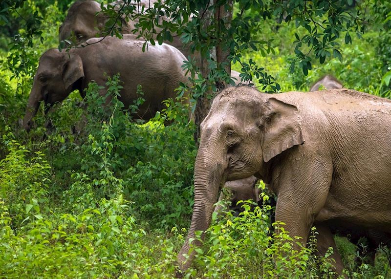 Elephant herd, Kui Buri National Parks