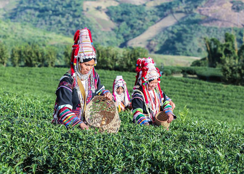 Akha women working on a tea plantation in Chiang Rai