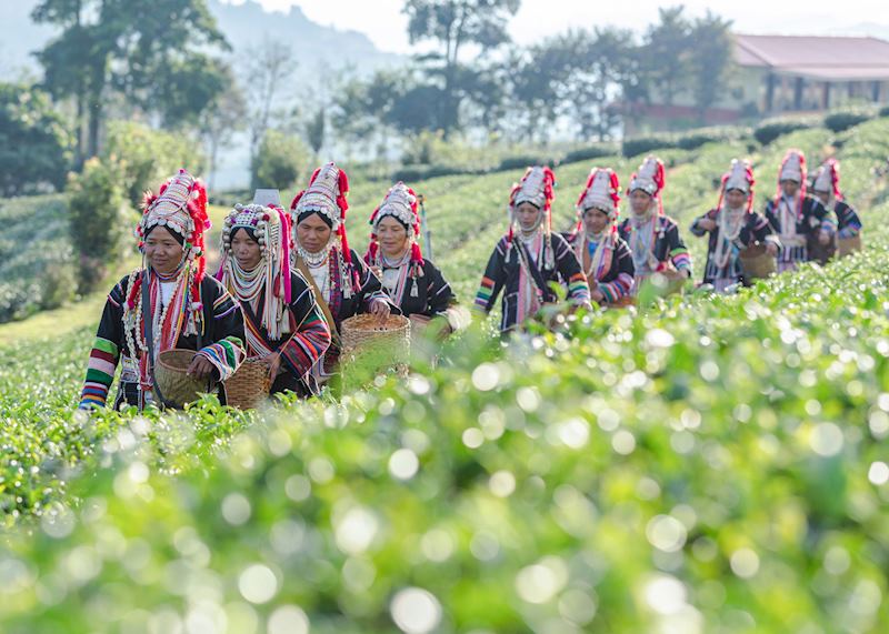 Akha women walking in tea plantation, Chiang Rai