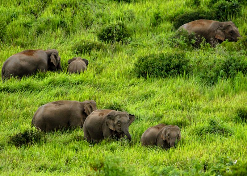 Elephants in Khao Yai National Park