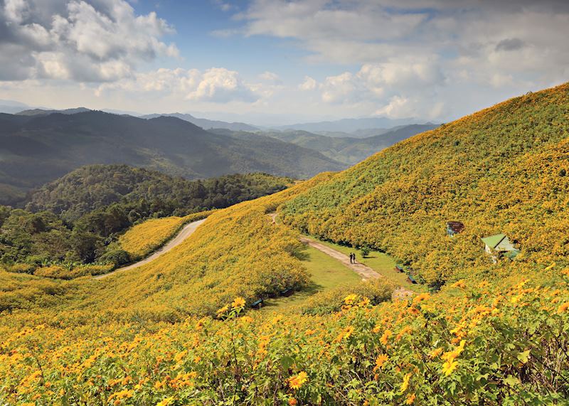 Fields of Dok Bua Tong (wild sunflowers) on the Mae Hong Son Loop