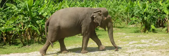 One of the elephants at Elephant Hills Tented Camp