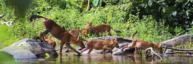 Wildlife in Khao Yai National Park