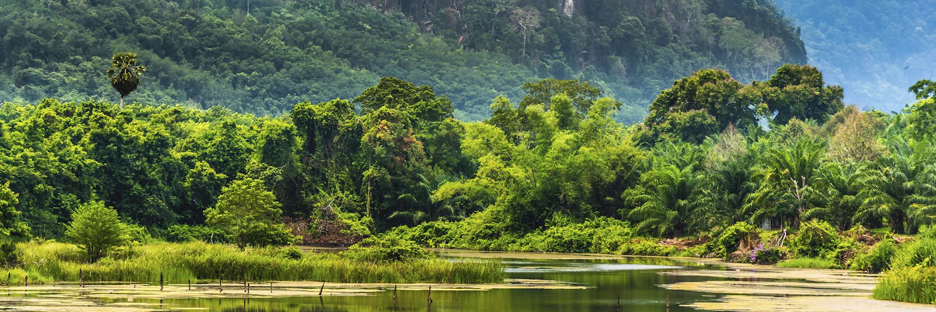 The tropical rainforest of Khao Yai National Park
