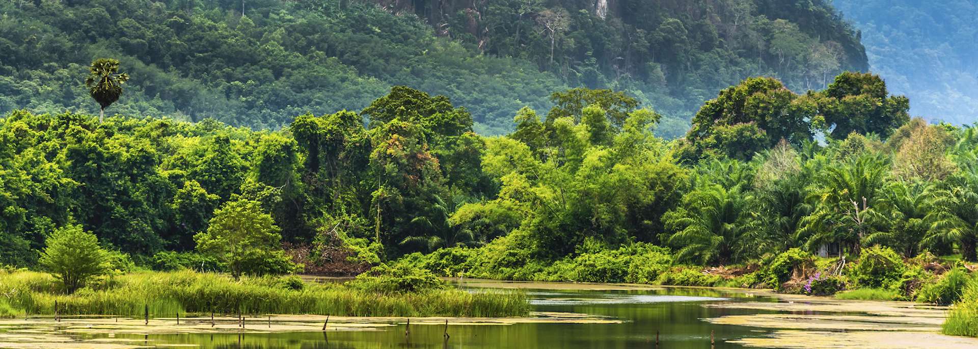 The tropical rainforest of Khao Yai National Park