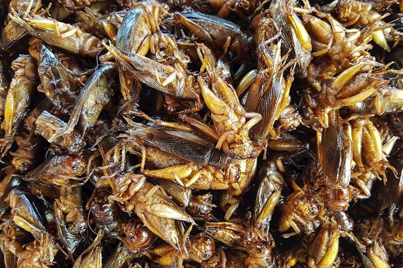 Fried crickets