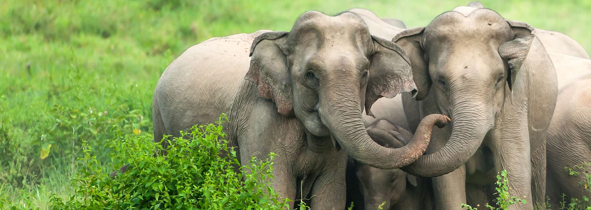 Elephant in Prachuap Khiri Khan, western Thailand