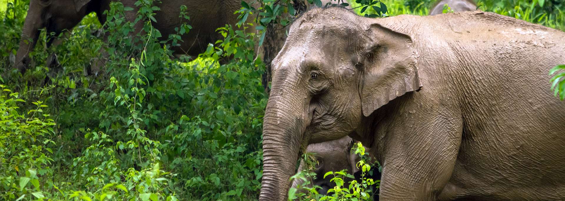 Elephant, Kui Buri National Park
